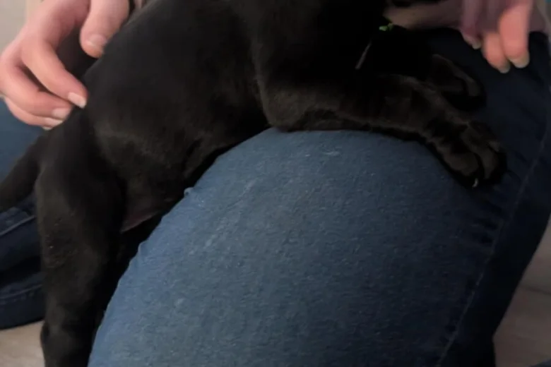 Cane Corso