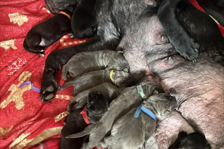 Cane Corso
