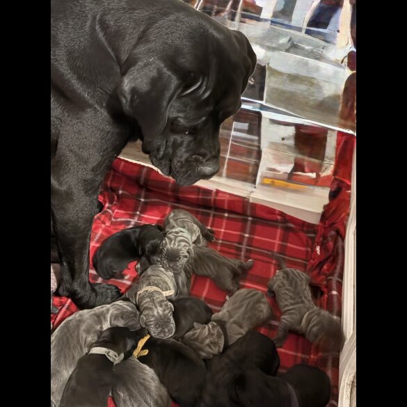 Cane Corso