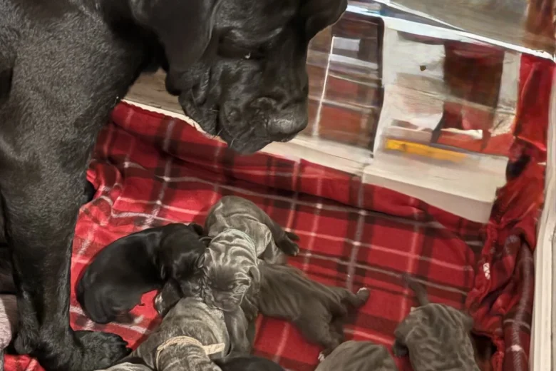 Cane Corso