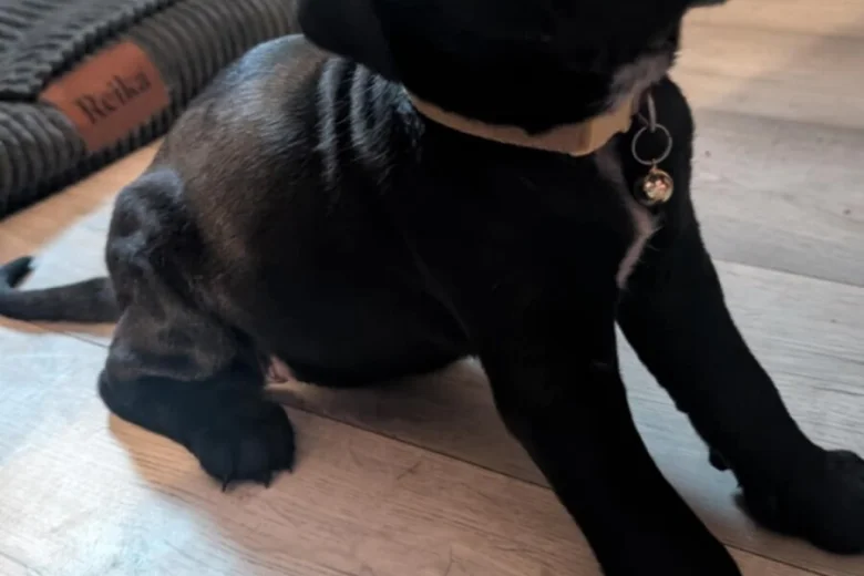 Cane Corso