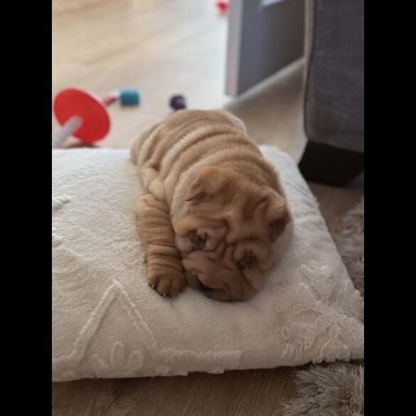 Shar Pei