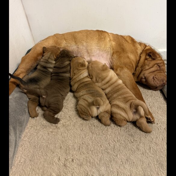 Shar Pei