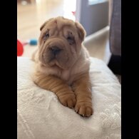 Shar Pei
