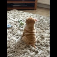 Shar Pei
