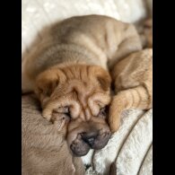 Shar Pei