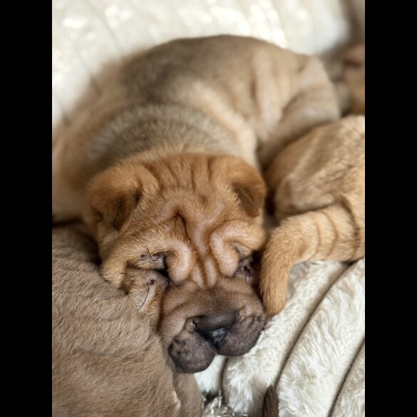 Shar Pei