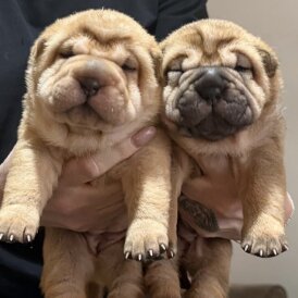 Shar Pei