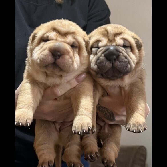 Shar Pei