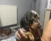Dachshund (Smooth Haired)