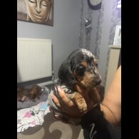 Dachshund (Smooth Haired)