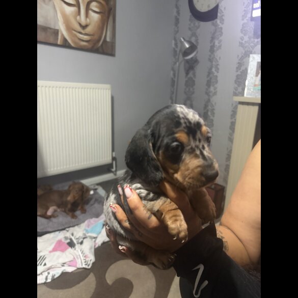 Dachshund (Smooth Haired)