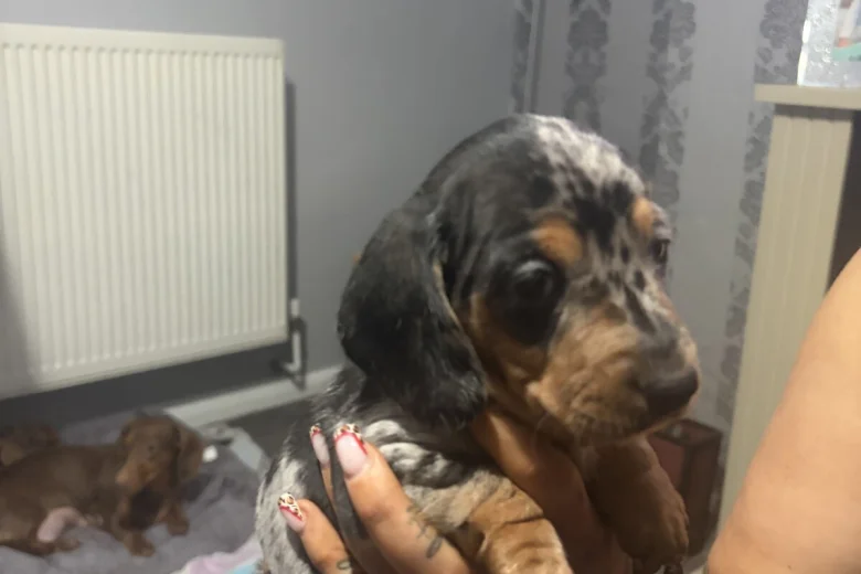 Dachshund (Smooth Haired)