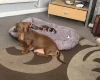 Dachshund (Smooth Haired)