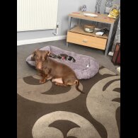 Dachshund (Smooth Haired)