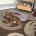 Dachshund (Smooth Haired)