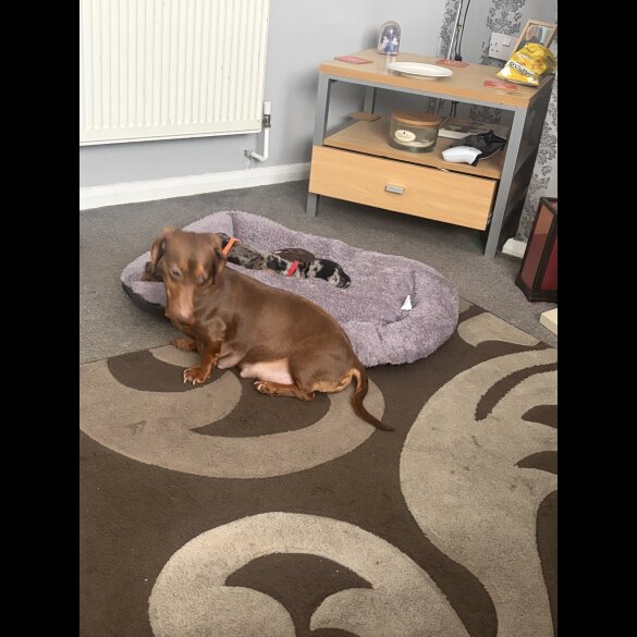 Dachshund (Smooth Haired)