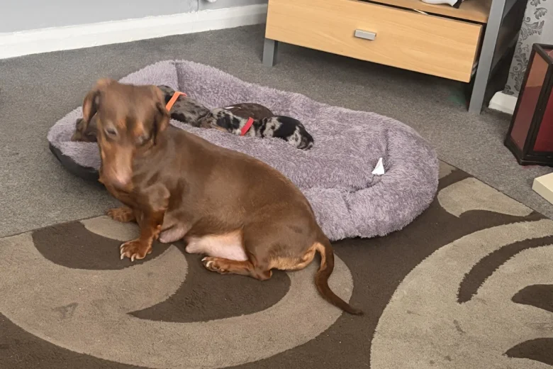 Dachshund (Smooth Haired)