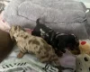 Dachshund (Smooth Haired)