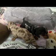 Dachshund (Smooth Haired)