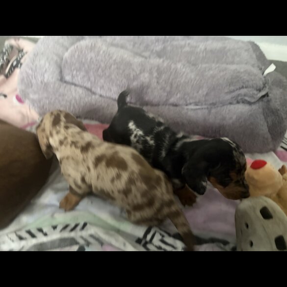 Dachshund (Smooth Haired)