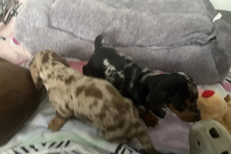 Dachshund (Smooth Haired)