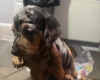 Dachshund (Smooth Haired)
