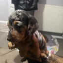 Dachshund (Smooth Haired)