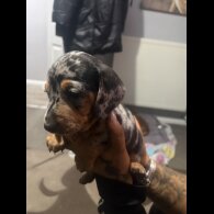 Dachshund (Smooth Haired)