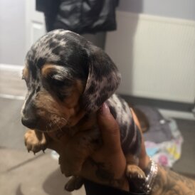 Dachshund (Smooth Haired)