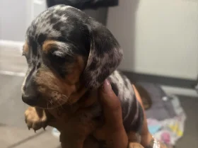 Dachshund (Smooth Haired)