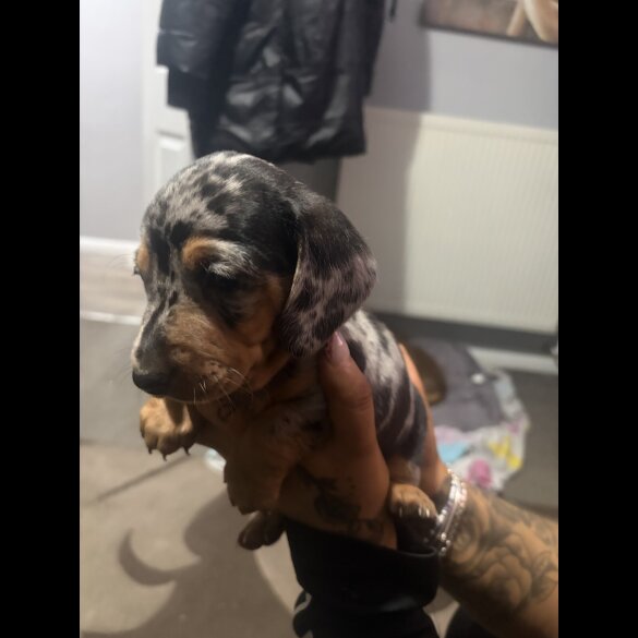 Dachshund (Smooth Haired)