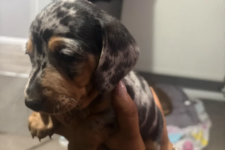 Dachshund (Smooth Haired)