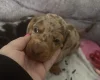 Dachshund (Smooth Haired)