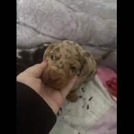 Dachshund (Smooth Haired)