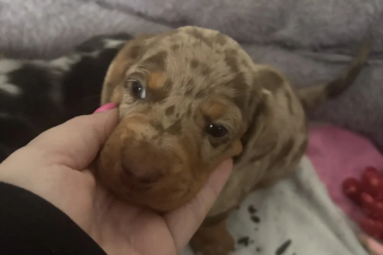 Dachshund (Smooth Haired)