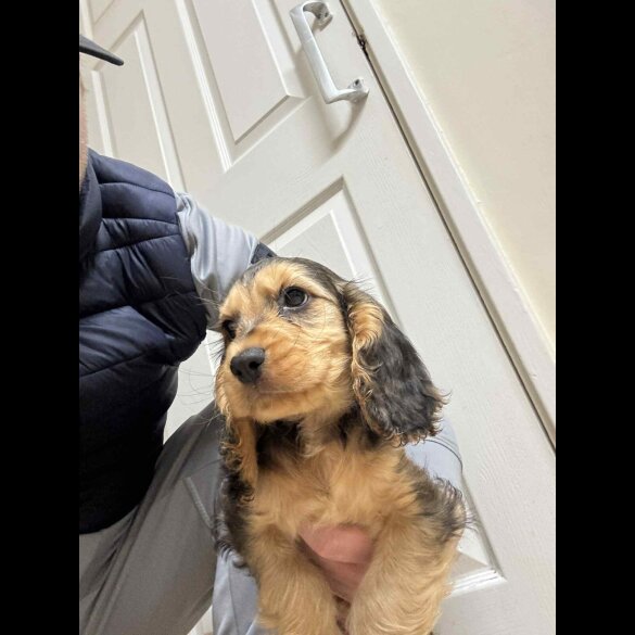 Cocker Spaniel (Show)