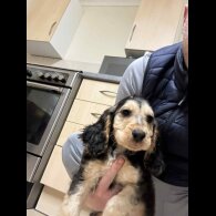 Cocker Spaniel (Show)