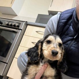 Cocker Spaniel (Show)