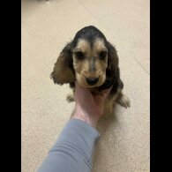 Cocker Spaniel (Show)