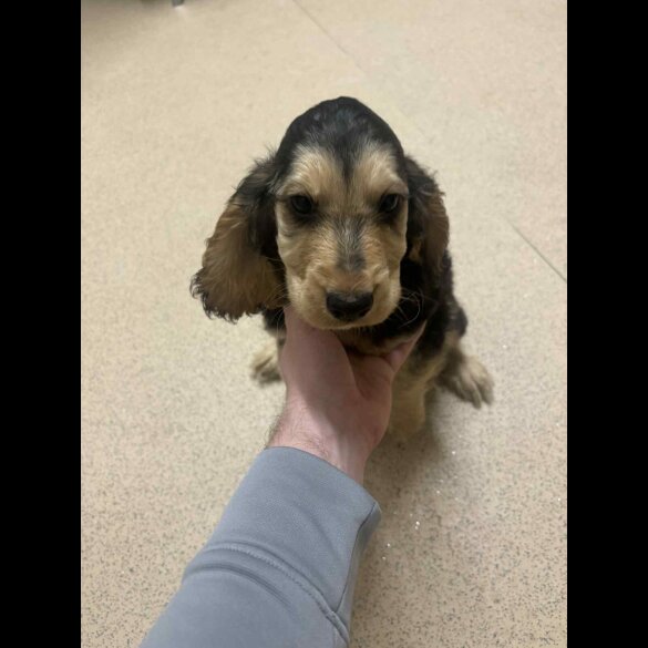 Cocker Spaniel (Show)