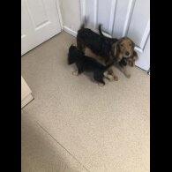 Cocker Spaniel (Show)