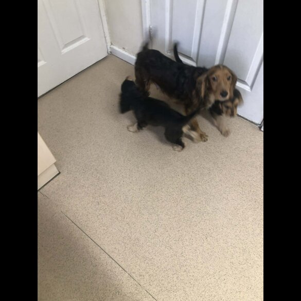 Cocker Spaniel (Show)