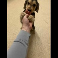 Cocker Spaniel (Show)