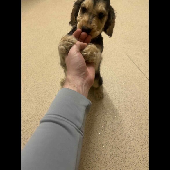 Cocker Spaniel (Show)