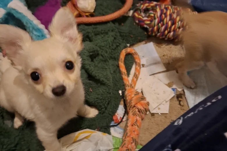 Chihuahua