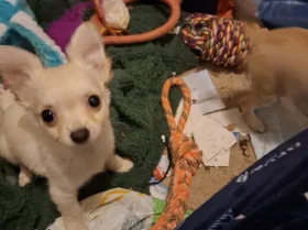 Chihuahua