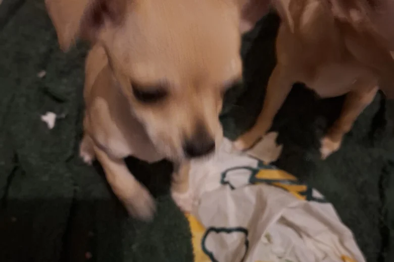 Chihuahua