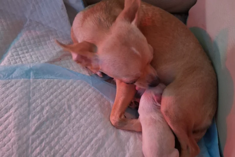Chihuahua
