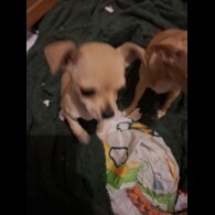 Chihuahua